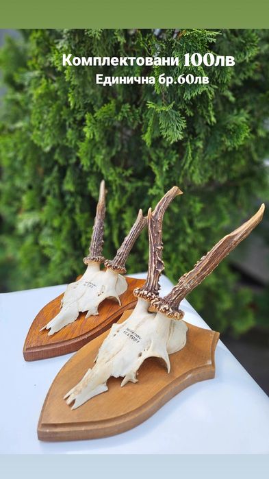 Трофей от муфлон