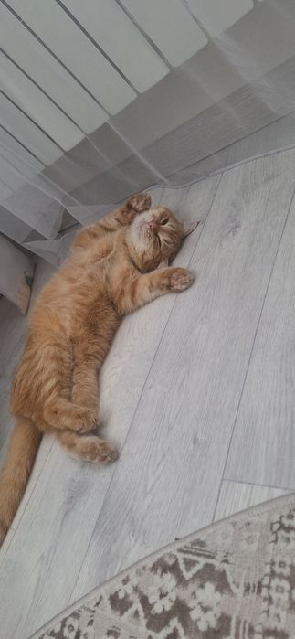 Новогодний подарок в виде пушистика