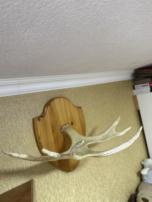 Рога оленя (Декор)