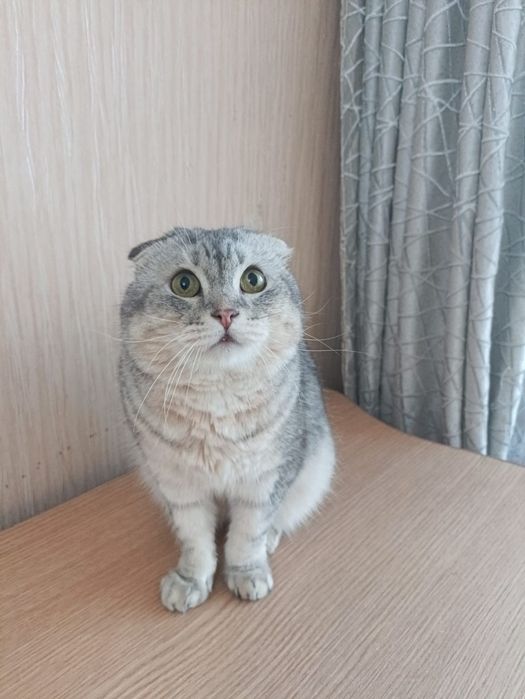 Бакс ищет своего человека