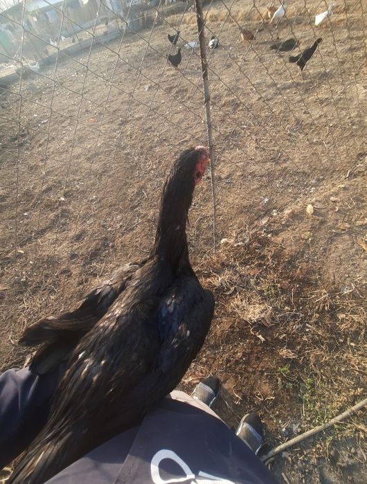 Дакан қораз сатылады