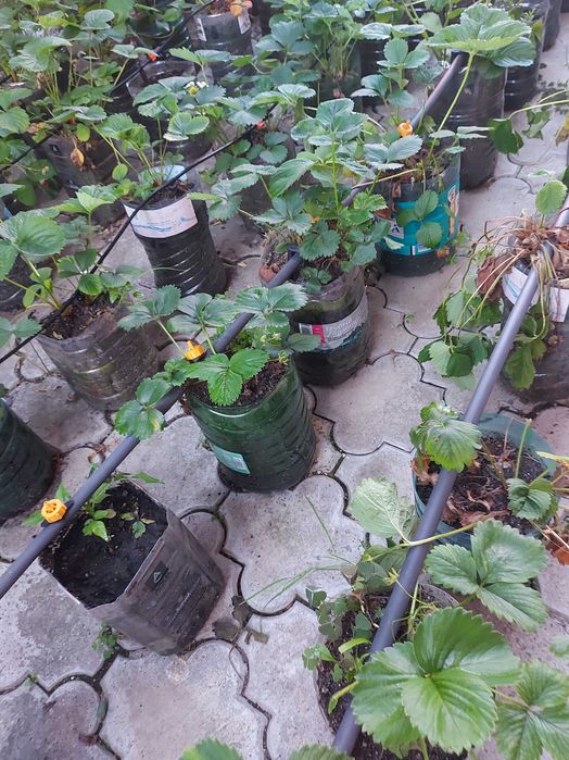 Vand plante de capsuni mature in pet de 5 litri