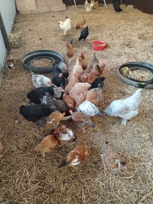 Продам домашних курочек.