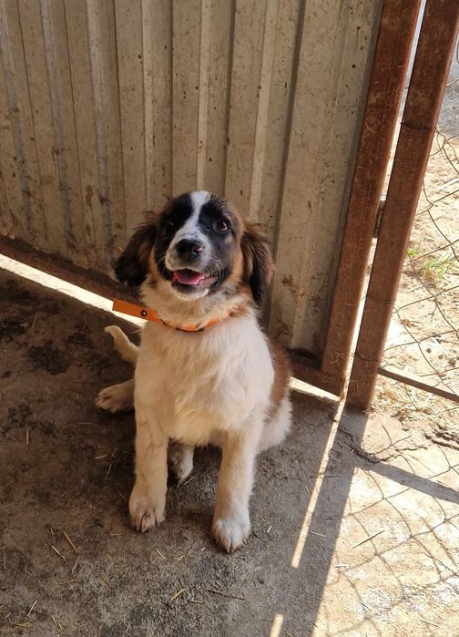 Щенки собаки ищут дом. Срочно