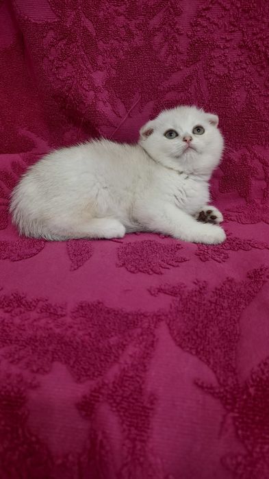 Продаётся чистокровная шотландская девочка скоттиш фолд