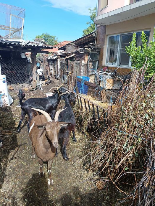 Продавам 3 броя кози