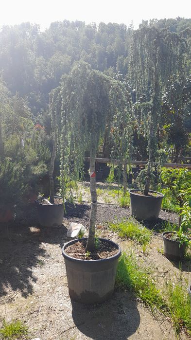 Pawlonia , mesteacăn,pin,brad,tei,leilandi,