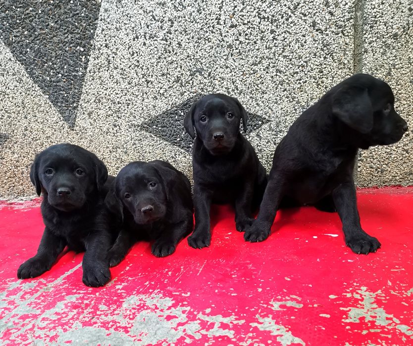 Лабрадор ретривър