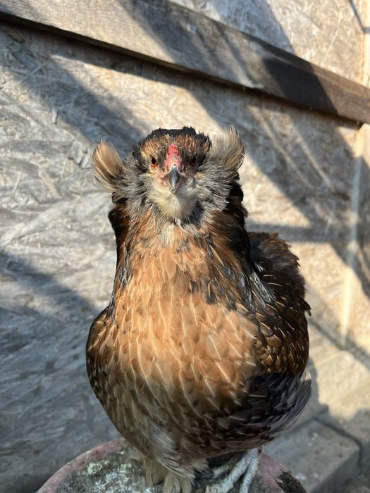 Oua araucana potarnichiu salbatic