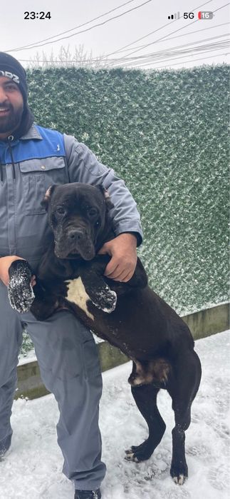 Cane corso  мъжко на 1г.