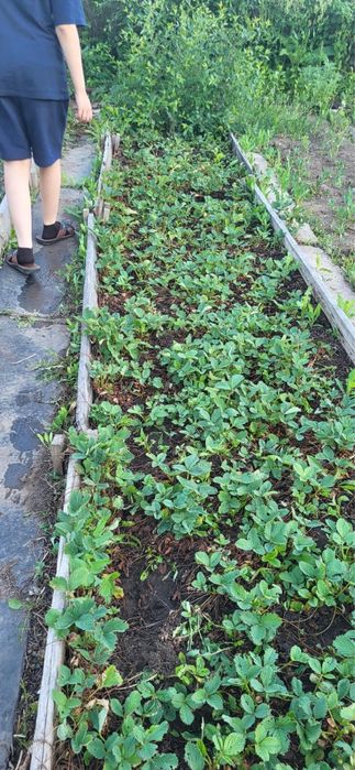 Дача на федоровке