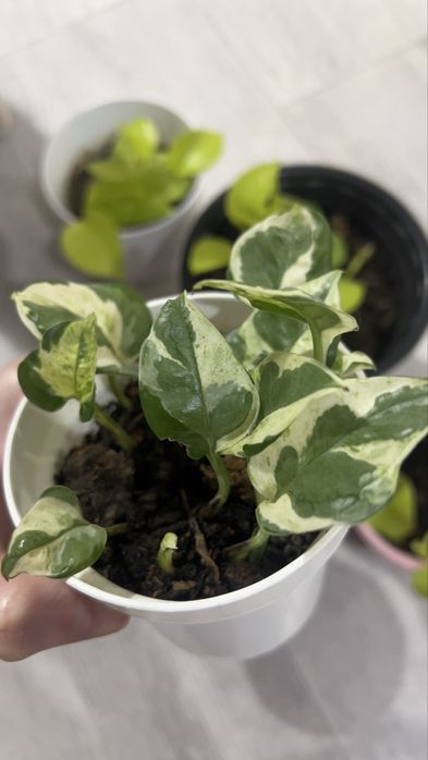 Продам лиану Энжой