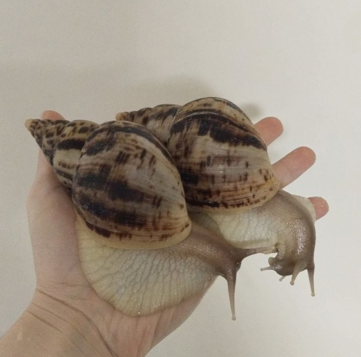 Ахатина Ретикулята Черноголовка, Retikulyata chernogolovka