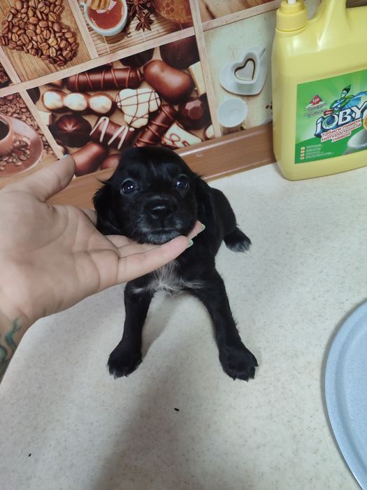 Продам спаниель щенят