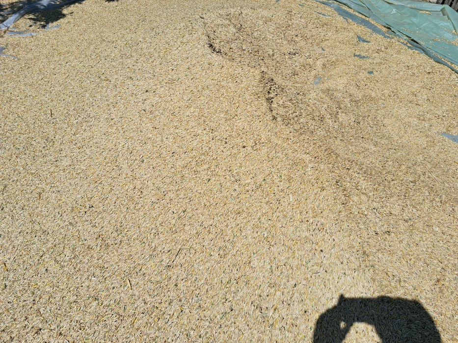 Ovaz de vanzare 2025