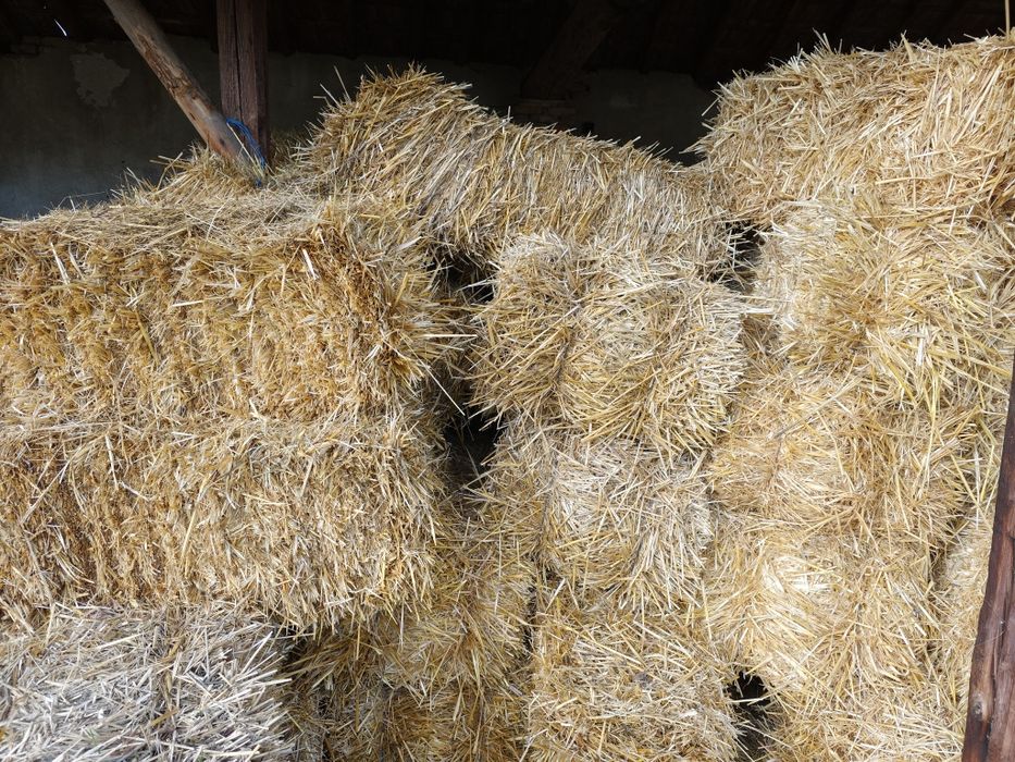 Бали пшенична слама