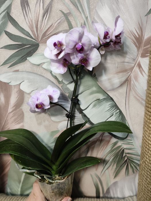 Орхидеи в подарок