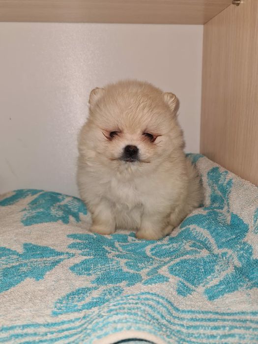 Продам щенков шпица.