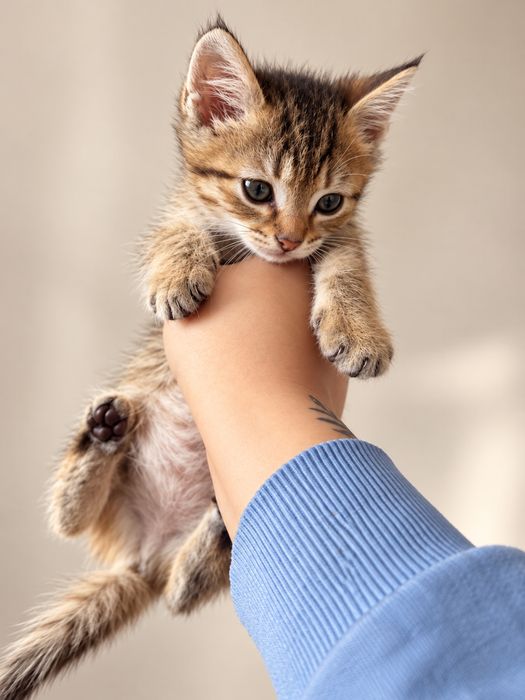 Отдам котят в добрые руки