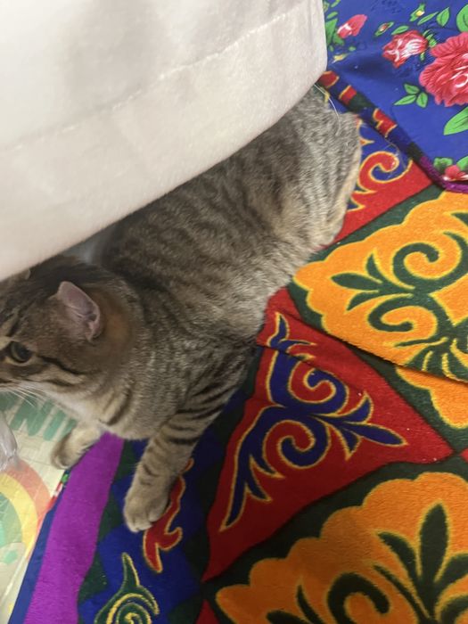 Отдам кошку даром