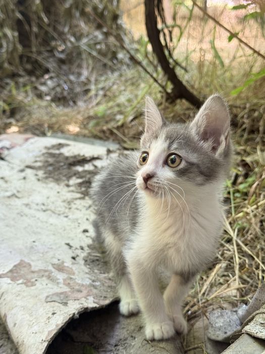Котята, девочки, в добрые руки