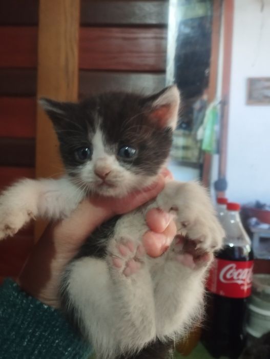 Отдам котят крысоловки
