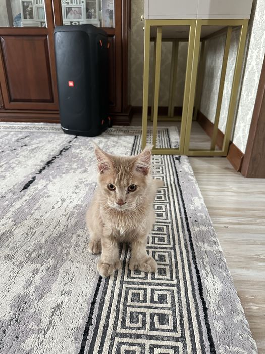 Продаю котенка мейнкун девочка 3 месяца
