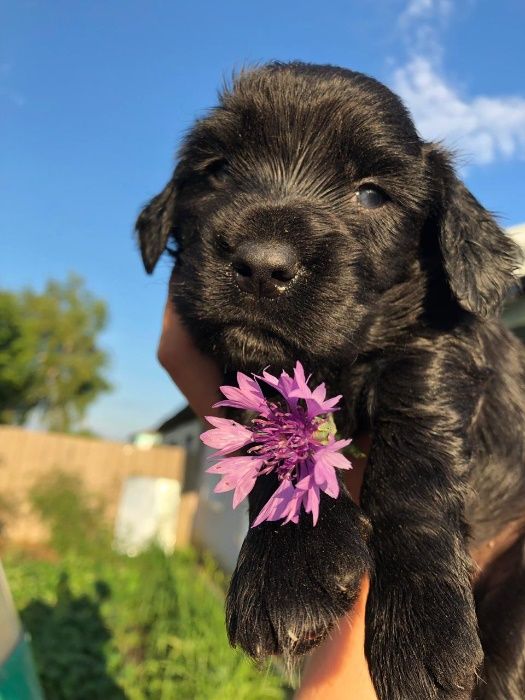 Шоколады щенки!