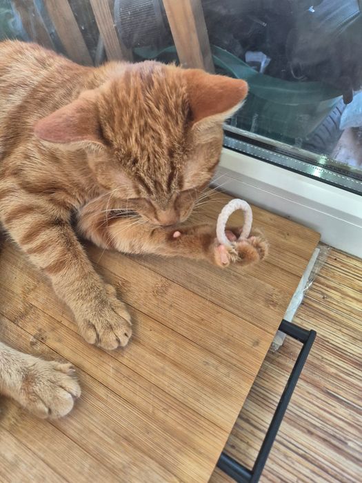 отдам кота в хорошие руки!