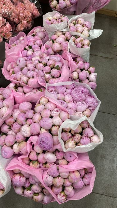 Пионы Голландские