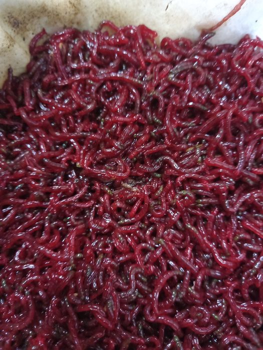 Мотыль, бормаш, опарыш, черви