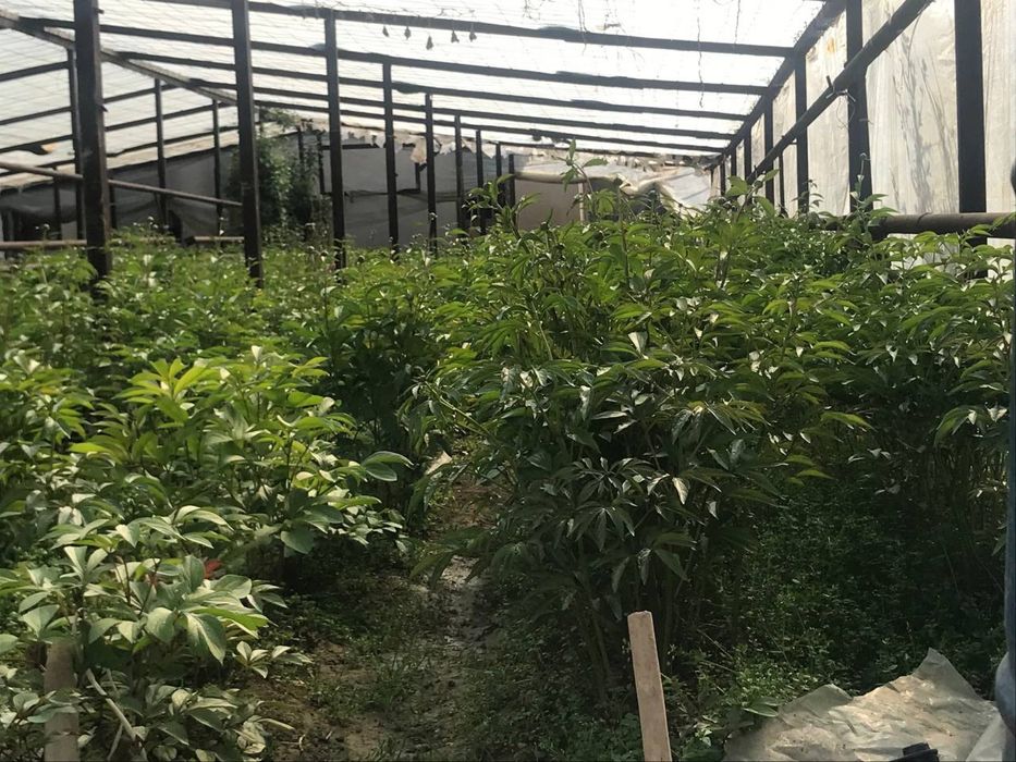 Pion gul sotiladi optom