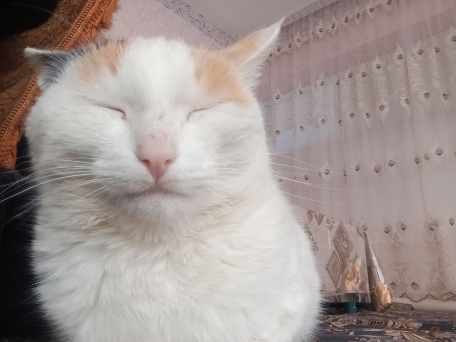 Uy mushugi qornida bolasi bor