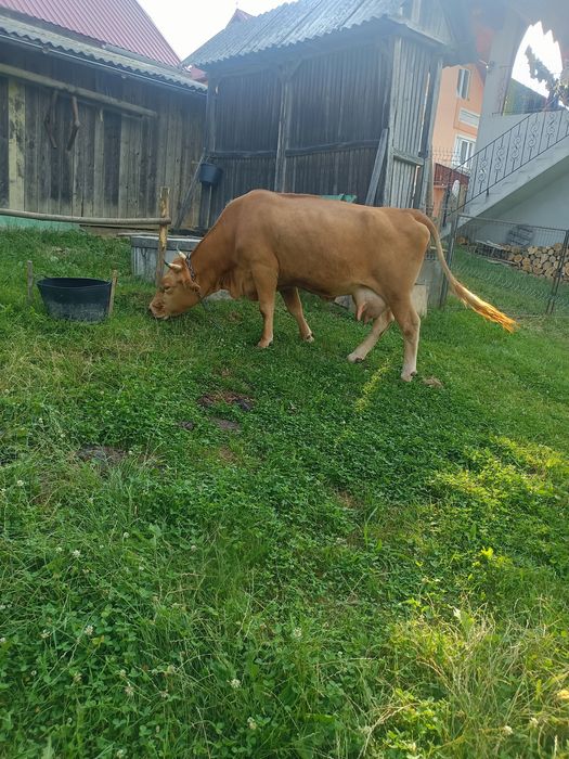 Vaca    hhjekdjjdj