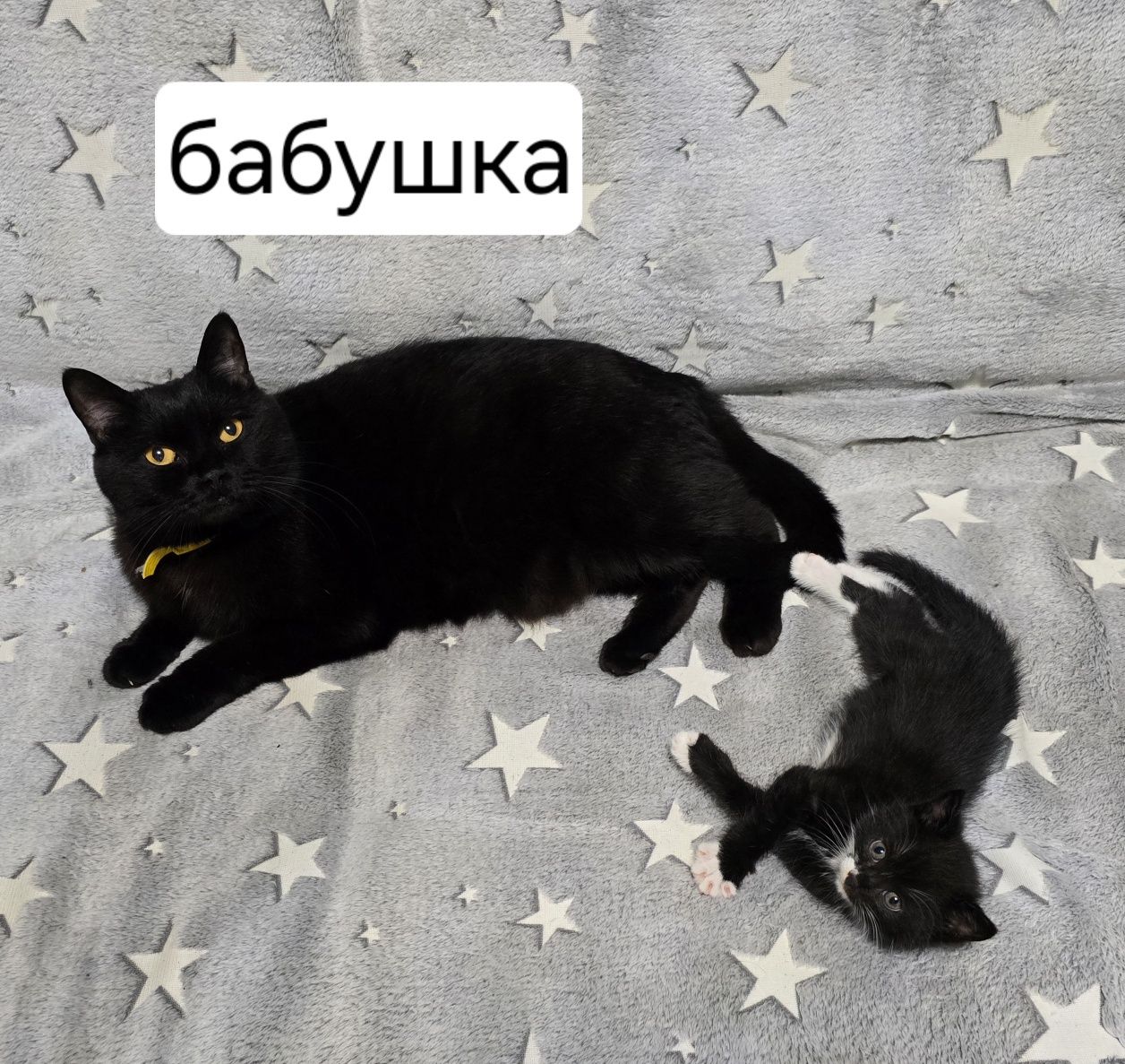 Котята Британцы Метисы: 10 000 тг. - Кошки Алматы на Olx
