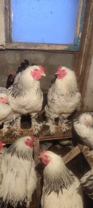 Продам петухов породы Брама