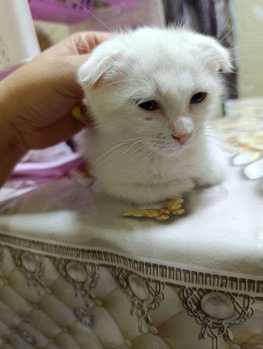 Продается девочка Скоттиш фолд