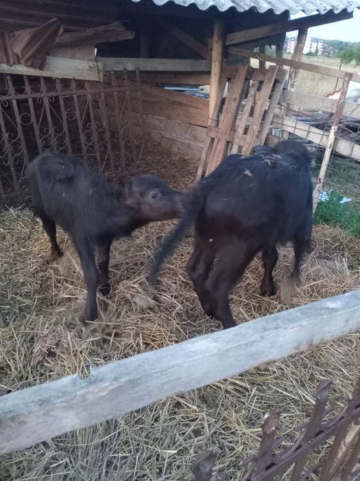 2 vitele de bivoliță