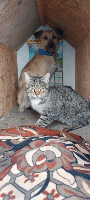 Домик, будка для собаки