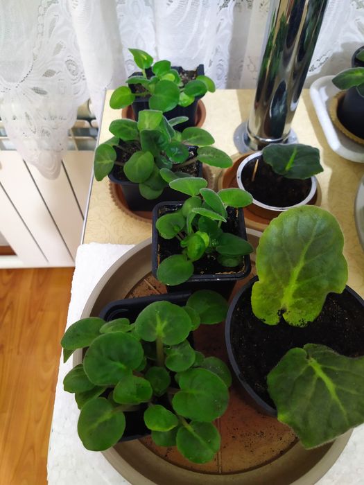 Фиалки, каланхоэ, кактусы, цветочные горшки больших размеров