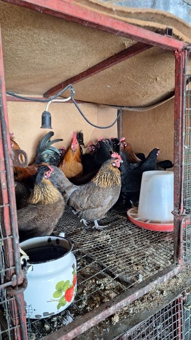 Карликовый куры БЕНТАМКИ