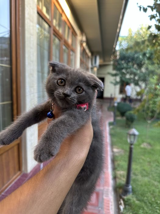 skotish fold котята