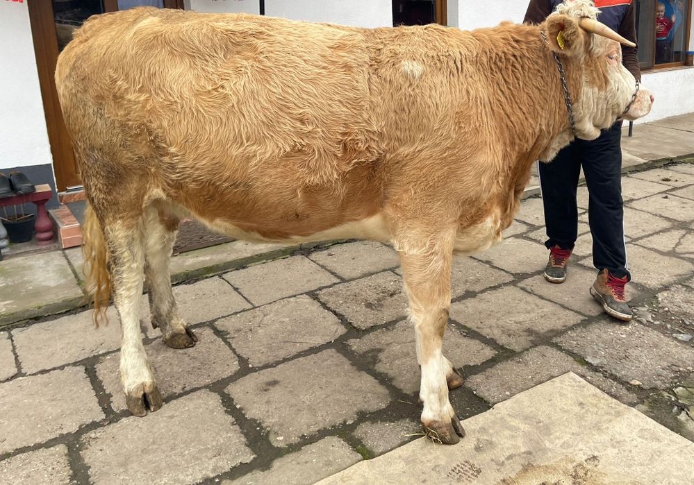 Junincă - la prima fătare