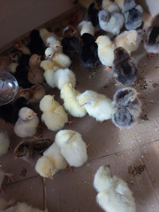 Цыплята домашнии