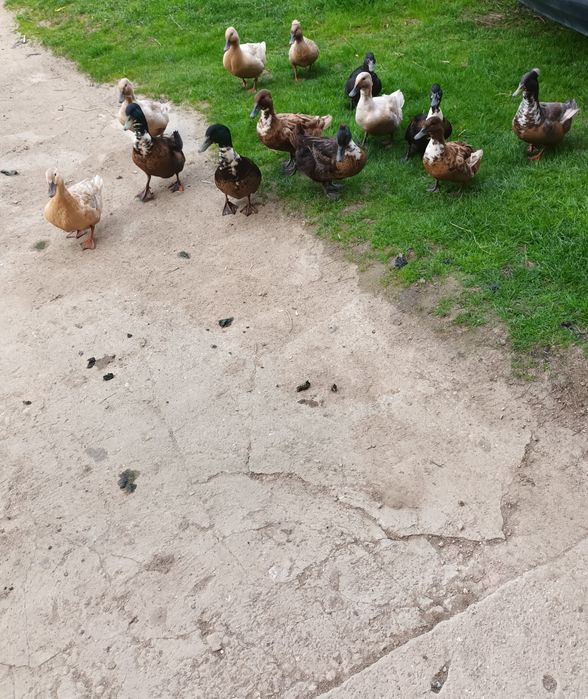 Ouă rață măcănitoare