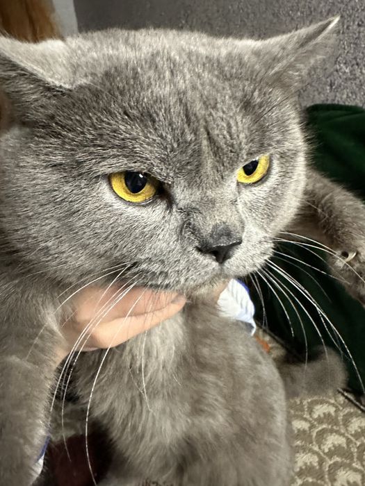 Британский мушук сотилади