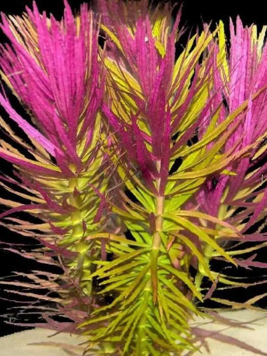 Лимнофила ароматика