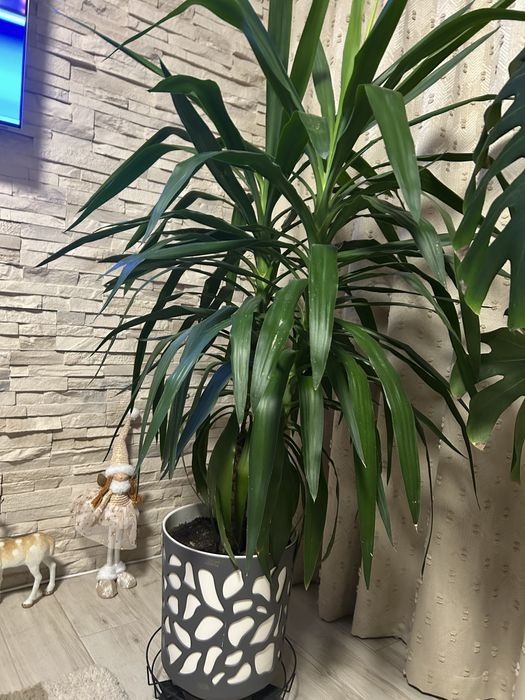 Юка декоративно цвете