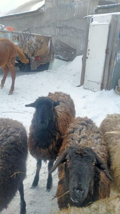 Продам Баран срочно