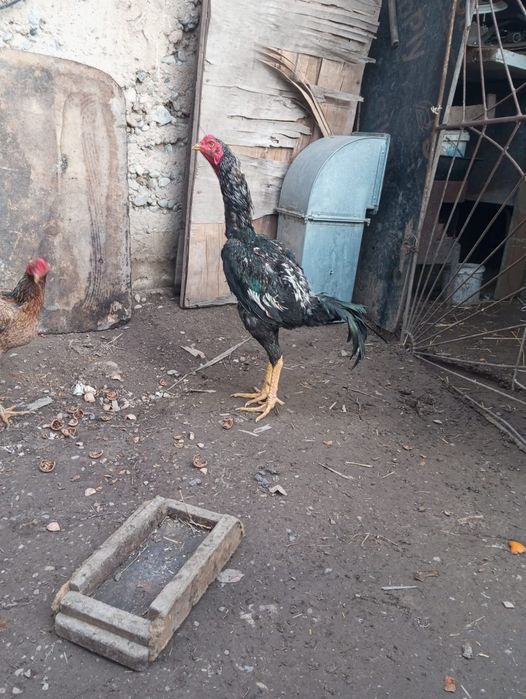 Срочно продам байцовый